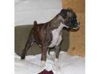Boxer Puppy for sale in Picayune, MS, USA