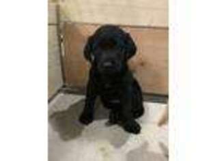 Labrador Retriever Puppy for sale in Norfolk, NE, USA