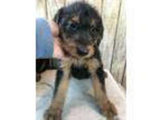 Airedale Terrier Puppy for sale in Glasco, KS, USA