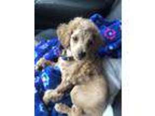 Mutt Puppy for sale in Leitchfield, KY, USA