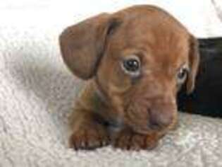 Dachshund Puppy for sale in Spicer, MN, USA