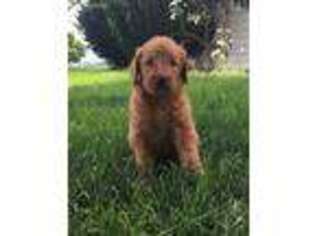 Labradoodle Puppy for sale in Martinsburg, PA, USA