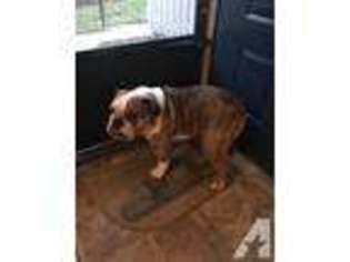 Bulldog Puppy for sale in NEW ALBANY, IN, USA