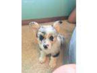 Pembroke Welsh Corgi Puppy for sale in Colmesneil, TX, USA