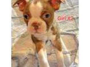Boston Terrier Puppy for sale in Center, KY, USA