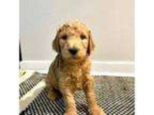 Goldendoodle Puppy for sale in Beaumont, CA, USA