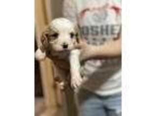 Cavapoo Puppy for sale in Goshen, OH, USA
