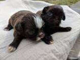 Mutt Puppy for sale in Burlington, KY, USA