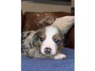 Miniature Australian Shepherd Puppy for sale in Tuscaloosa, AL, USA