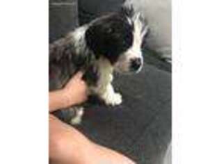 Saint Bernard Puppy for sale in Edgewater, FL, USA