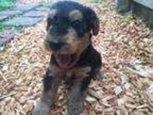 Airedale Terrier Puppy for sale in Wichita, KS, USA