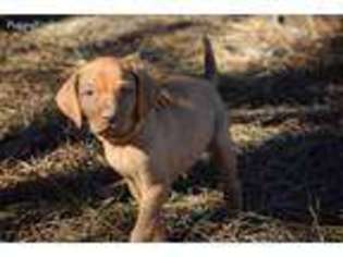 Vizsla Puppy for sale in Clanton, AL, USA