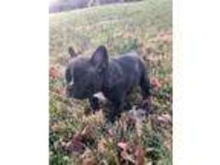 French Bulldog Puppy for sale in Lewisville, NC, USA