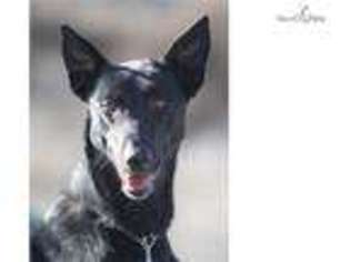 Dutch Shepherd Dog Puppy for sale in Sedona, AZ, USA