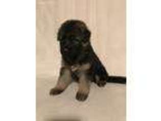 German Shepherd Dog Puppy for sale in Camden, OH, USA