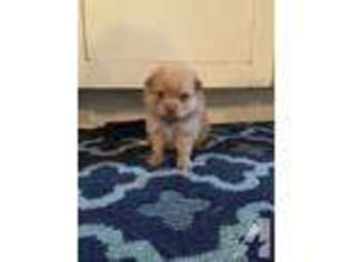 Pomeranian Puppy for sale in GREENVILLE, OH, USA