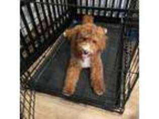 Goldendoodle Puppy for sale in Smyrna, GA, USA
