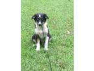 Australian Shepherd Puppy for sale in South Bloomingville, OH, USA