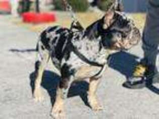Frenchie Pug Puppy for sale in Alpharetta, GA, USA