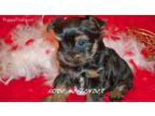 Yorkshire Terrier Puppy for sale in Arthur City, TX, USA