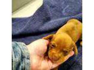 Dachshund Puppy for sale in Bourbon, IN, USA