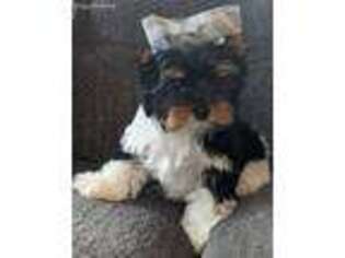 Biewer Terrier Puppy for sale in Rochester, WA, USA