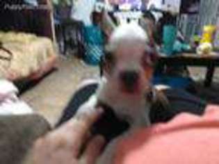 Boston Terrier Puppy for sale in Grand Prairie, TX, USA
