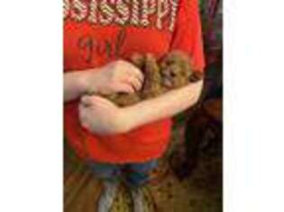 Mutt Puppy for sale in Pontotoc, MS, USA