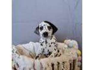 Dalmatian Puppy for sale in Demorest, GA, USA