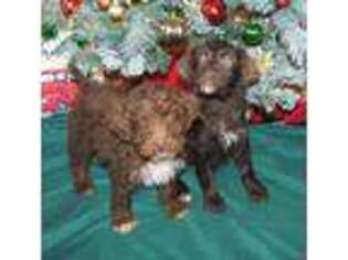 Mutt Puppy for sale in Oregon, MO, USA