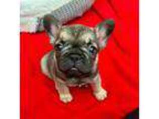 French Bulldog Puppy for sale in Raeford, NC, USA