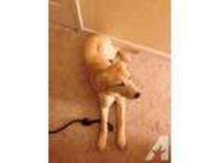 Labrador Retriever Puppy for sale in SAN JOSE, CA, USA