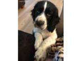 English Springer Spaniel Puppy for sale in Tualatin, OR, USA