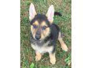 German Shepherd Dog Puppy for sale in Ostrander, OH, USA