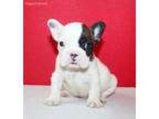 French Bulldog Puppy for sale in Bayonne, NJ, USA