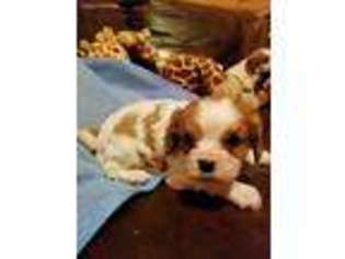 Cavalier King Charles Spaniel Puppy for sale in Leesburg, OH, USA