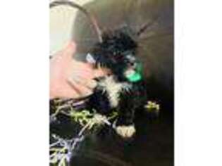 Shih-Poo Puppy for sale in Lehigh Acres, FL, USA