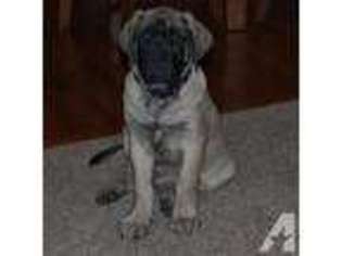 Mastiff Puppy for sale in ARMA, KS, USA
