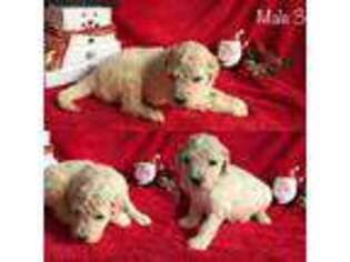 Goldendoodle Puppy for sale in West Union, OH, USA