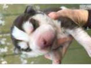 Siberian Husky Puppy for sale in Asheville, NC, USA