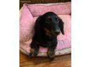 Dachshund Puppy for sale in Wauseon, OH, USA