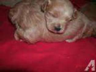 Mutt Puppy for sale in LAKE WALES, FL, USA