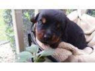 Rottweiler Puppy for sale in Spring Lake, NC, USA