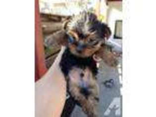 Yorkshire Terrier Puppy for sale in ANTIOCH, CA, USA