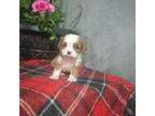 Cavalier King Charles Spaniel Puppy for sale in Augusta, WV, USA