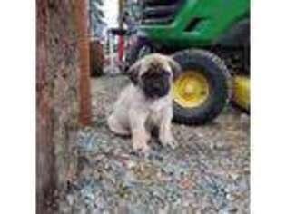 Mastiff Puppy for sale in Addy, WA, USA
