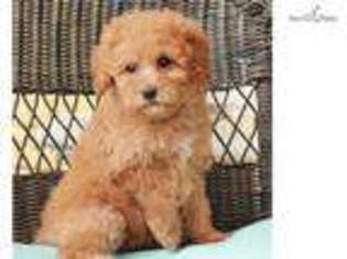 Labradoodle Puppy for sale in Fort Lauderdale, FL, USA