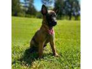 Belgian Malinois Puppy for sale in Valley Head, AL, USA