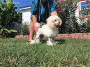 Mutt Puppy for sale in Richburg, SC, USA