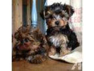 Yorkshire Terrier Puppy for sale in CENTERVILLE, TX, USA